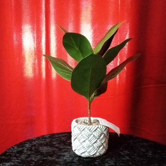Artificial Green Magnolia Plant Leaves in Cement  Woven White Pot - Picture 1 of 4